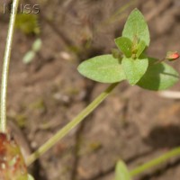 Scarlet Pimpernel